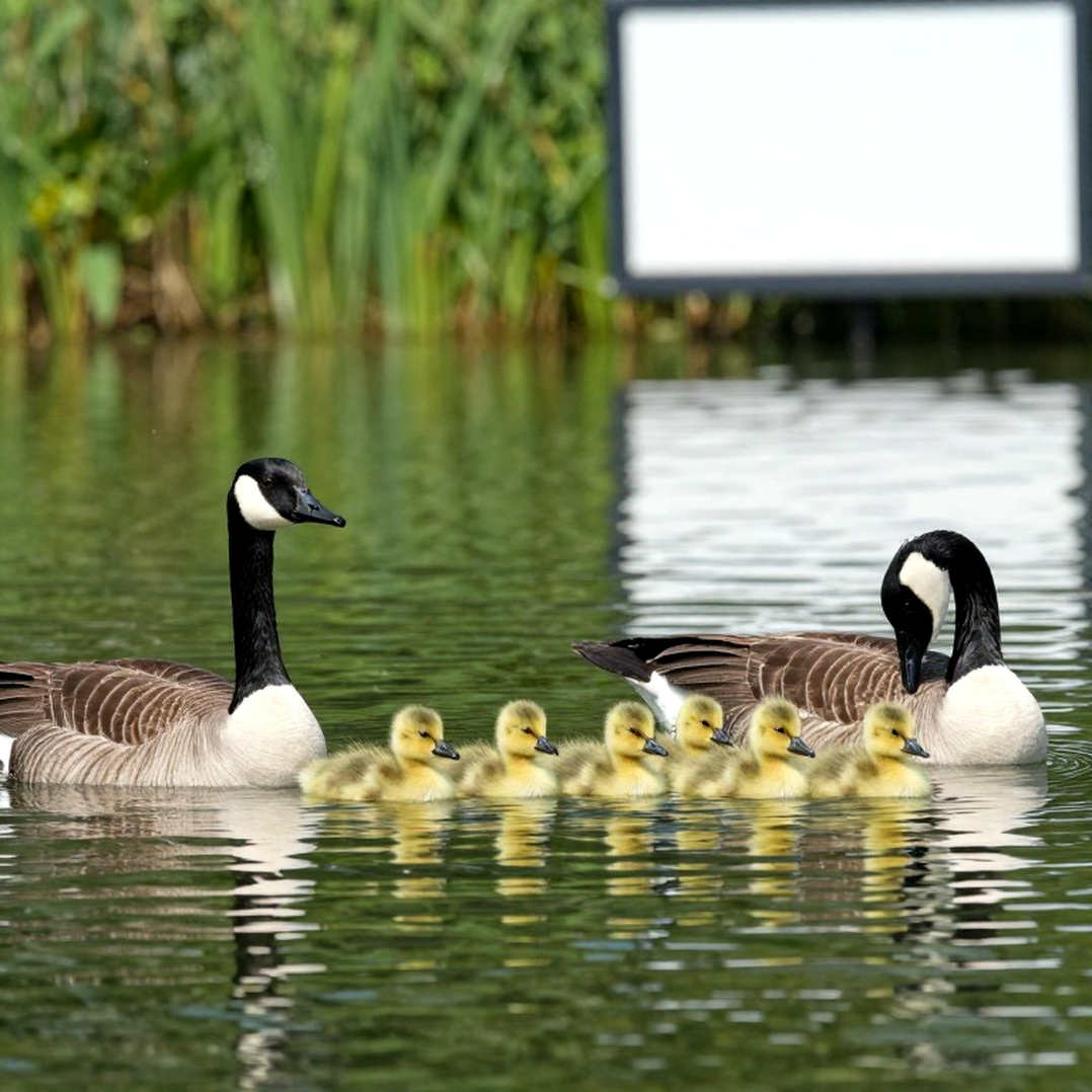 Câu Lạc Bộ Bơi Lội Lakeside Tuyển Dụng Trợ Lý Quản Lý Chương Trình Phát Triển Bơi Lội Cho Vận Động Viên Tuổi 12 Và Dưới